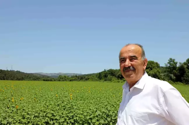 Mudanya Belediyesi'nin ayçiçekleri hasada hazırlanıyor
