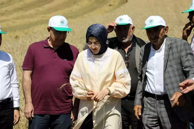 Son dakika haberi | Akyurt'ta hasat zamanı