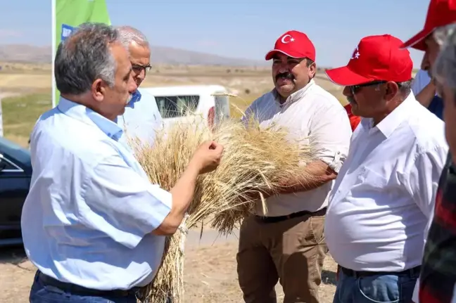 Kayseri haberi! Talas'ta hasat vakti