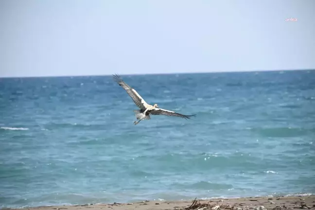 Antalya yerel haberi... Kumluca Belediyesi, Sahip Çıktığı Leyleği Doğaya Bıraktı