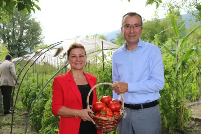 Karabük haber: Safranbolu'nun coğrafi işaretli domatesi