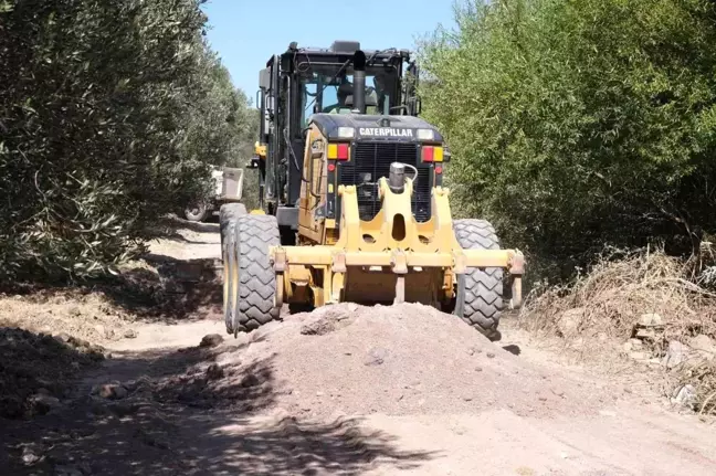Zeytinlikler arası yollar hasada hazır