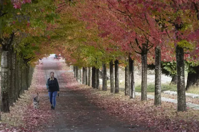 Kanada'nın Vancouver Kentinden Sonbahar Manzarası