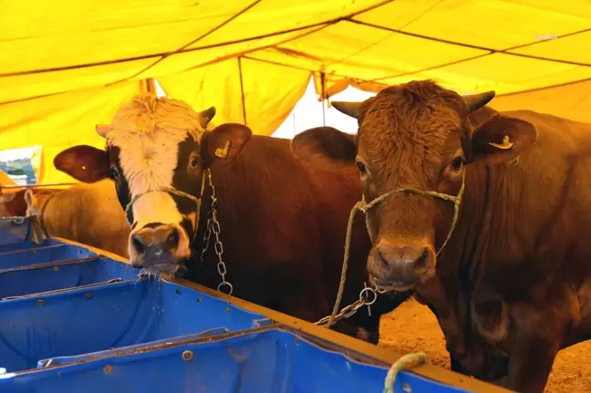 Çorlu'da Kurban Satış Merkezi İçin Kayıtlar Başlıyor