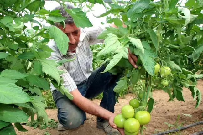Sakarya Ovası'nda Türkiye'nin domates ihtiyacının yüzde 30'u karşılanacak