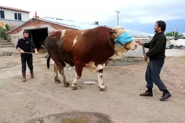 Sivas'ta 1 Ton 700 Kilogramlık Kurbanlık Boğa 250 Bin Liraya Satılıyor