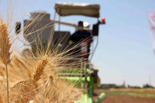 Şanlıurfa'da 9 çeşit ekmeklik, 6 çeşit makarnalık buğday ile 5 çeşit arpa tohumu tescillendi