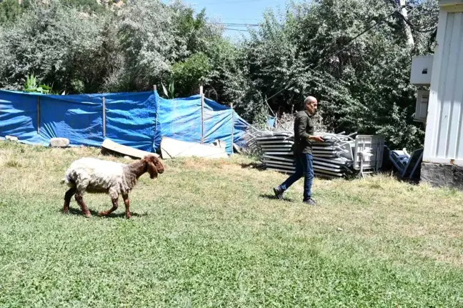 Sahibinin Elinden Kaçan Koyun Dost Oldu