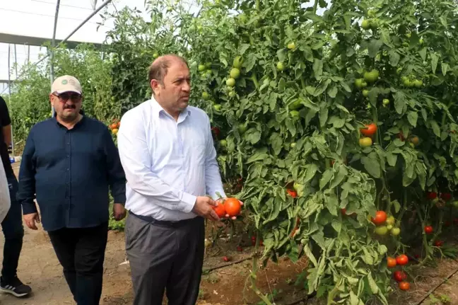 Erzincan'da Seracılık Sektörü Gelişmeye Devam Ediyor