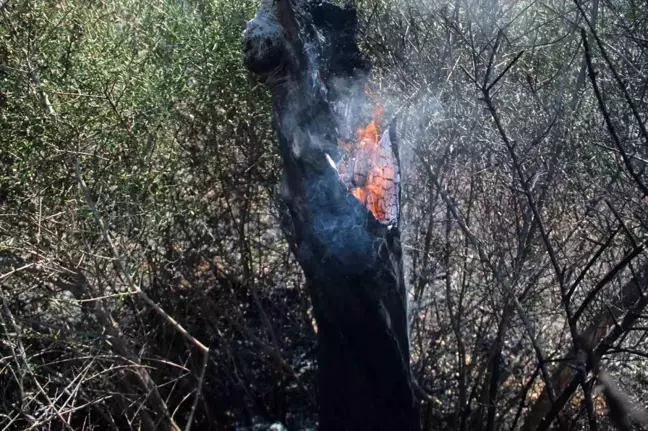 Antalya Kepez'te çıkan ot yangınında onlarca zeytin ağacı yandı