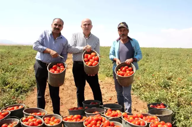 Karaman'da Salçalık Domates ve Biber Hasadı Başladı