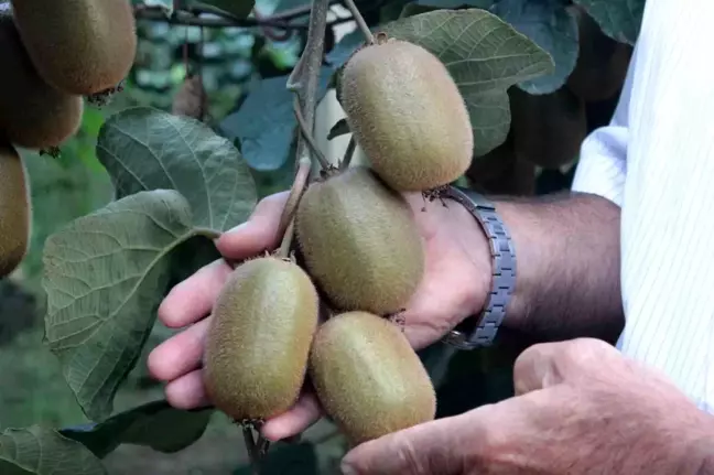 Ordu'da Kivi Üretiminde Yüzde 50 Rekolte Kaybı