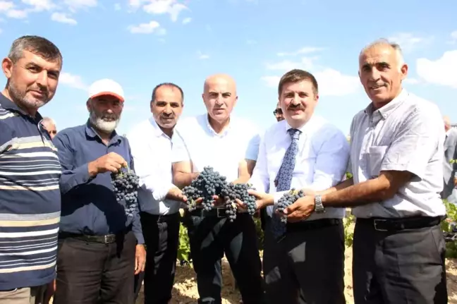 Karaman'da Ekşikara Üzümü Hasadı Başladı