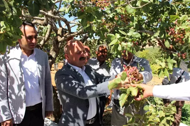 Adıyaman'da Antep Fıstığı Hasadı Başladı