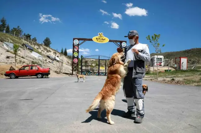 Talas Belediyesi Pati Evi, Sokak Hayvanlarına Yuva Sağlamaya Devam Ediyor