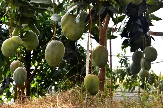 Alanya Belediyesi Tropikal Meyve Festivali'nde En Güzel Tropikal Meyve Bahçesi Yarışması Başlıyor