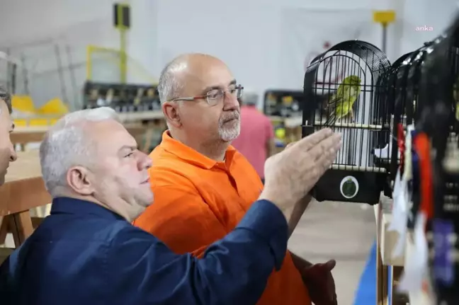 Edremit'te dünyanın en büyük kanarya ırkı güzellik yarışması