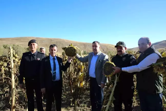 Bayburt Valisi Mustafa Eldivan, Çiftçilerle Çerezlik Ayçiçeği Hasadında Buluştu