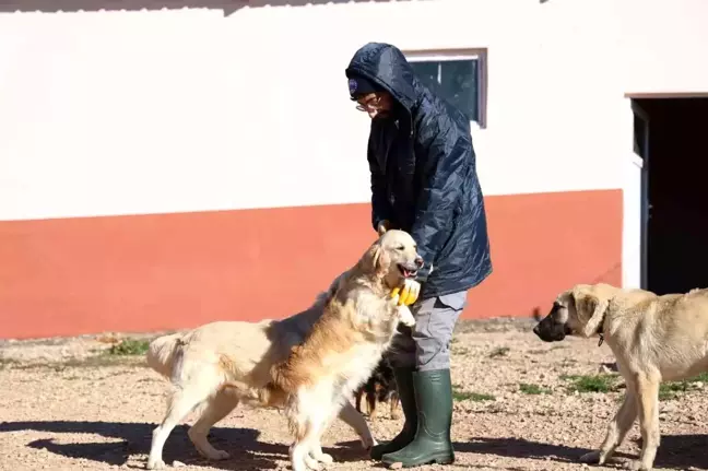 Elazığ Belediyesi Hayvan Sahiplenme Hizmeti Başlattı