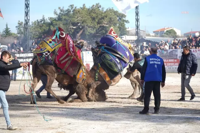 Bayramiç, Son 20 Yılın En Renkli Deve Güreşi Festivaline Ev Sahipliği Yaptı