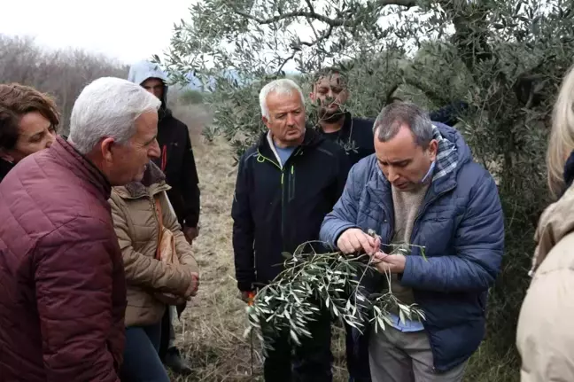 Efes Tarlası Yaşam Köyü'nde Kadın Üreticilere Zeytin Ağacı Budama Eğitimi