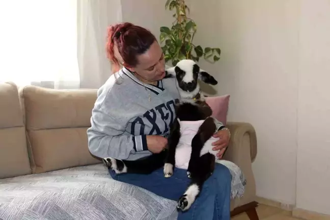 Manisa'da Bebeklerini Kaybeden Anne, Kuzusuyla Acıları Atlatıyor