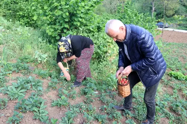 Zonguldak'ta İlk Çilek Hasadı Yapıldı