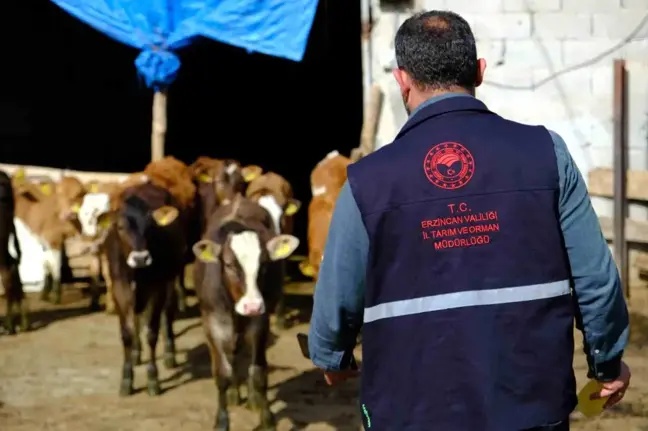 Erzincan'da Büyükbaş Hayvanlarda Kenelere Karşı İlaçlama Çalışmaları Devam Ediyor