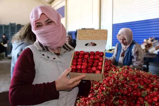 Manisa'da Napolyon ve Salihli kirazlarının hasadı başladı