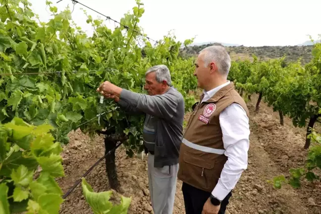 Manisa'da Kahverengi Kokarca Zararlısına Karşı Biyolojik Mücadele