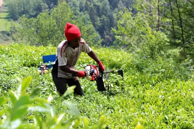 Doğu Karadeniz Bölgesi'nde Afrikalı çay işçileri yeniden görülmeye başlandı