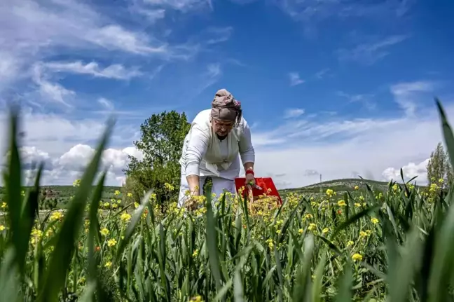 Tokat'ta Ev Hanımı Bitkilerle Şifa Buluyor