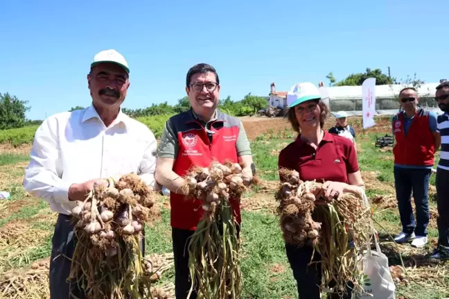 Muğla'da Coğrafi İşaret Başvurusu Yapılan Sarımsak Hasadı Yapıldı