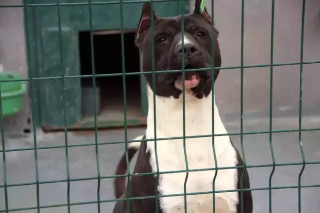 Köpek Sürüsü Saldırısında Yaralanan 84 Yaşındaki Kadın Hastanelik Oldu