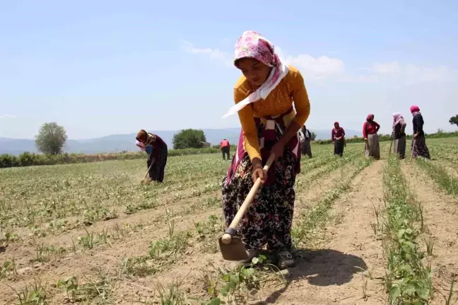 Aydın'da Pamuk Çapalama Yevmiyesi Tavsiye Kararı