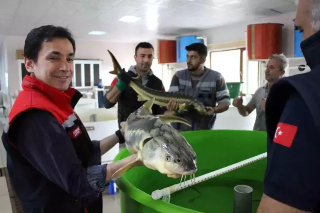 Amasya'da Mersin Balığı Üretim Seferberliği