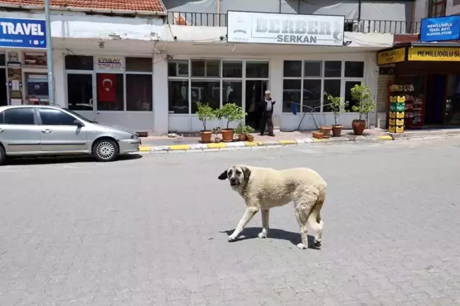 Kapadokya'da Artan Sokak Köpekleri Turistleri Tehdit Ediyor