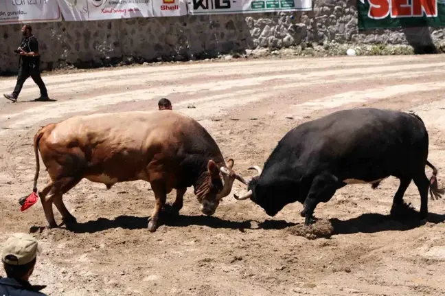 Ayder Yaylası'nda Boğa Güreşleri Düzenlendi