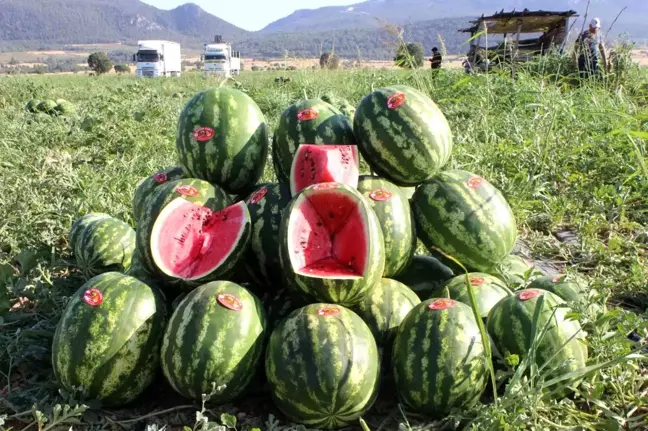 Osmaneli'de Meşhur Karpuzun İlk Hasadı Başladı