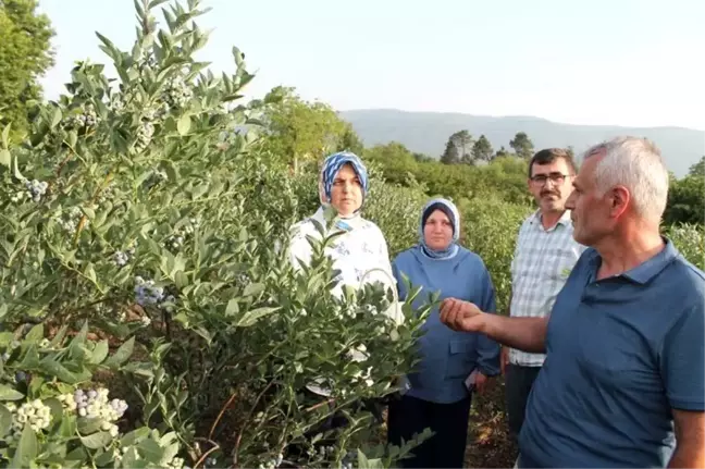 Maviyemiş Bitkisinin Hasadı Başladı