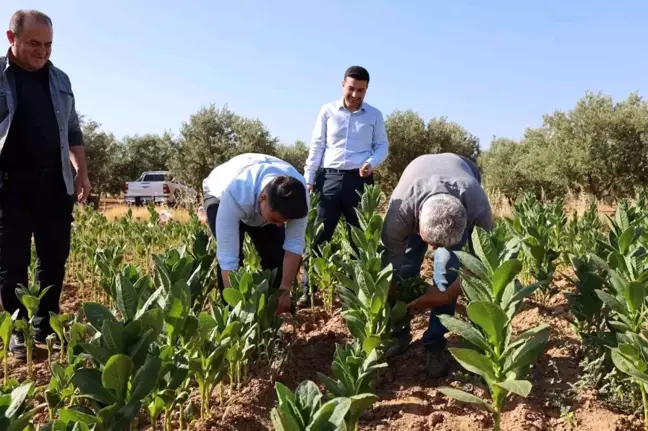 Aydın'ın Karacasu ilçesinde Tütün Hasadı