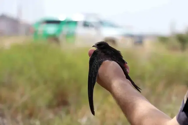 Afyonkarahisar'da Yaralı Ebabil Kuşu Koruma Altına Alındı