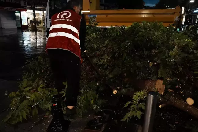 Düzce'de şiddetli yağış nedeniyle devrilen ağaç kaldırıldı