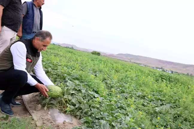 Kars'ın kavun ve karpuz ihtiyacı Digor'dan karşılanacak