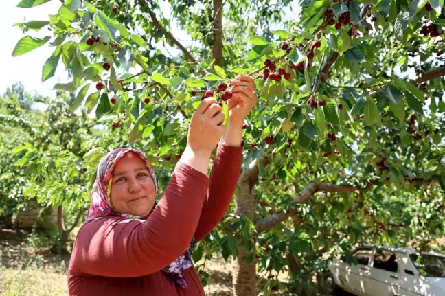 Saimbeyli Kirazı Hasat Ediliyor