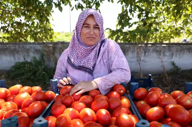 Aydın'da Domates Hasadı Başladı