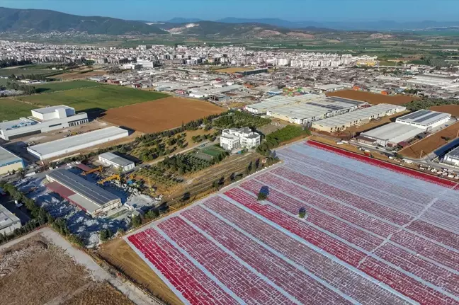 İzmir'de Domates Hasadı Öne Çekildi