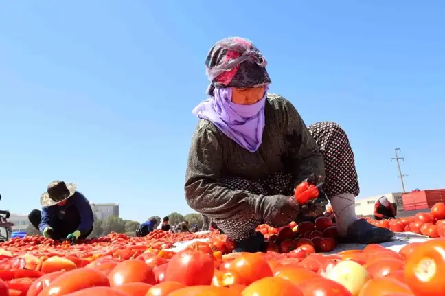 Torbalı'dan 100 Milyon Dolarlık Kuru Domates İhracatı