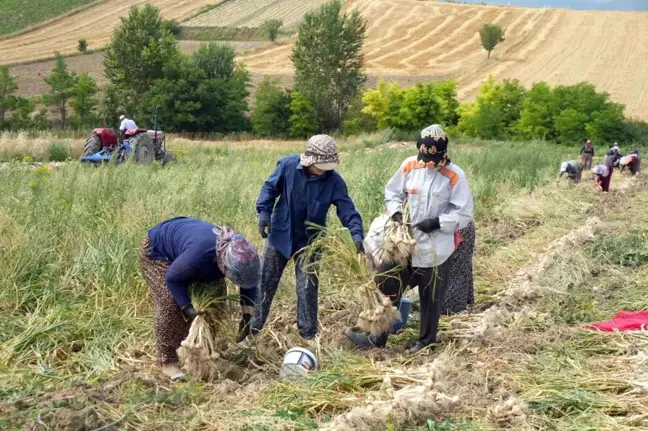 Taşköprü Sarımsağının Hasadı Devam Ediyor