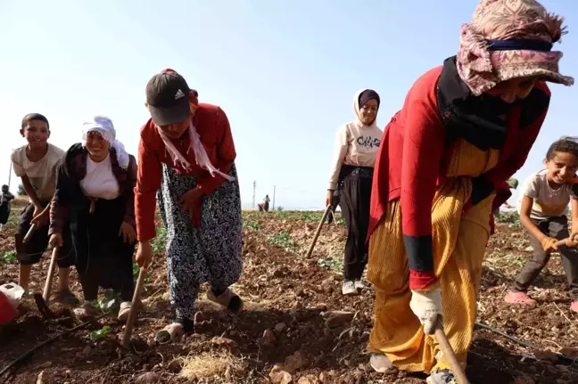 Kahramanmaraş'ta Boşalan Arazilere İkinci Ürün Ekimi